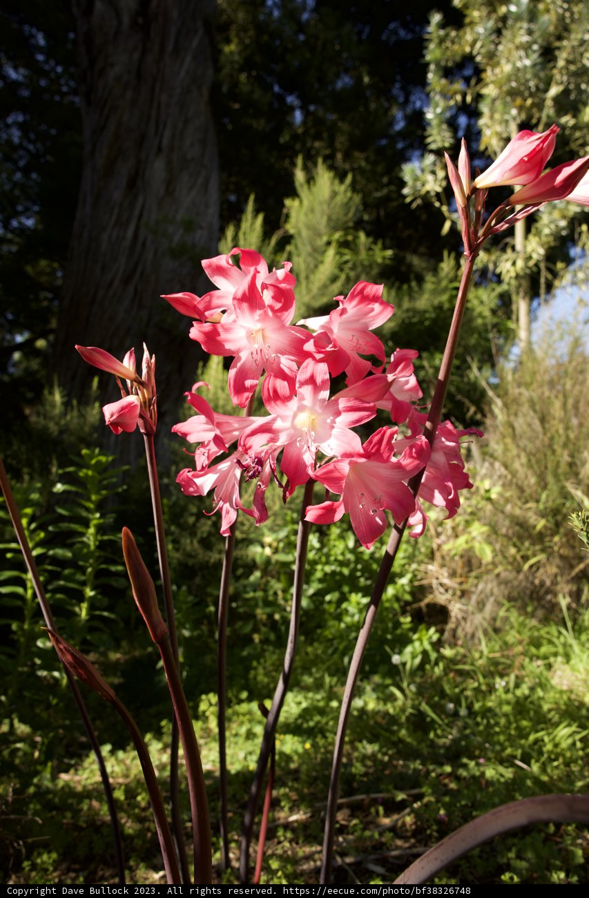 Delicate Snapdragon in Full Bloom