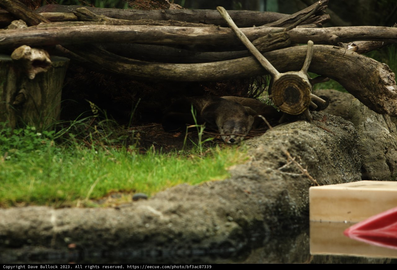 Arboreal Marvel at Oakland Zoo