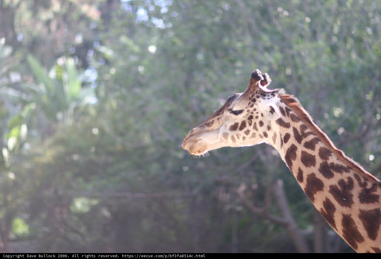 Majestic Giraffe in the Wild