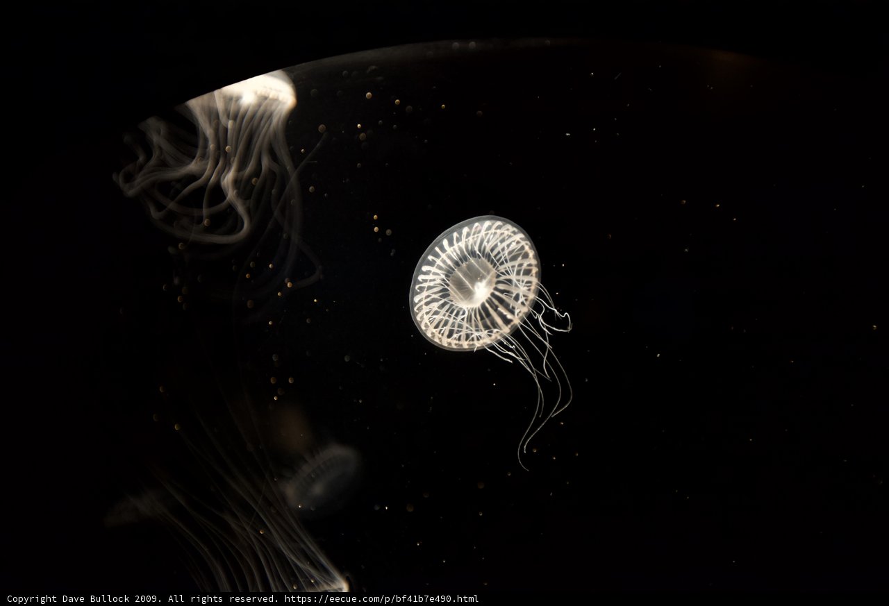 Illuminated Jellyfish