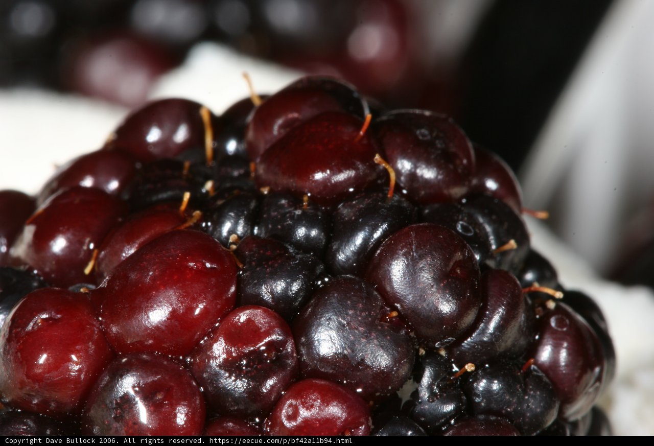 Juicy Blackberries