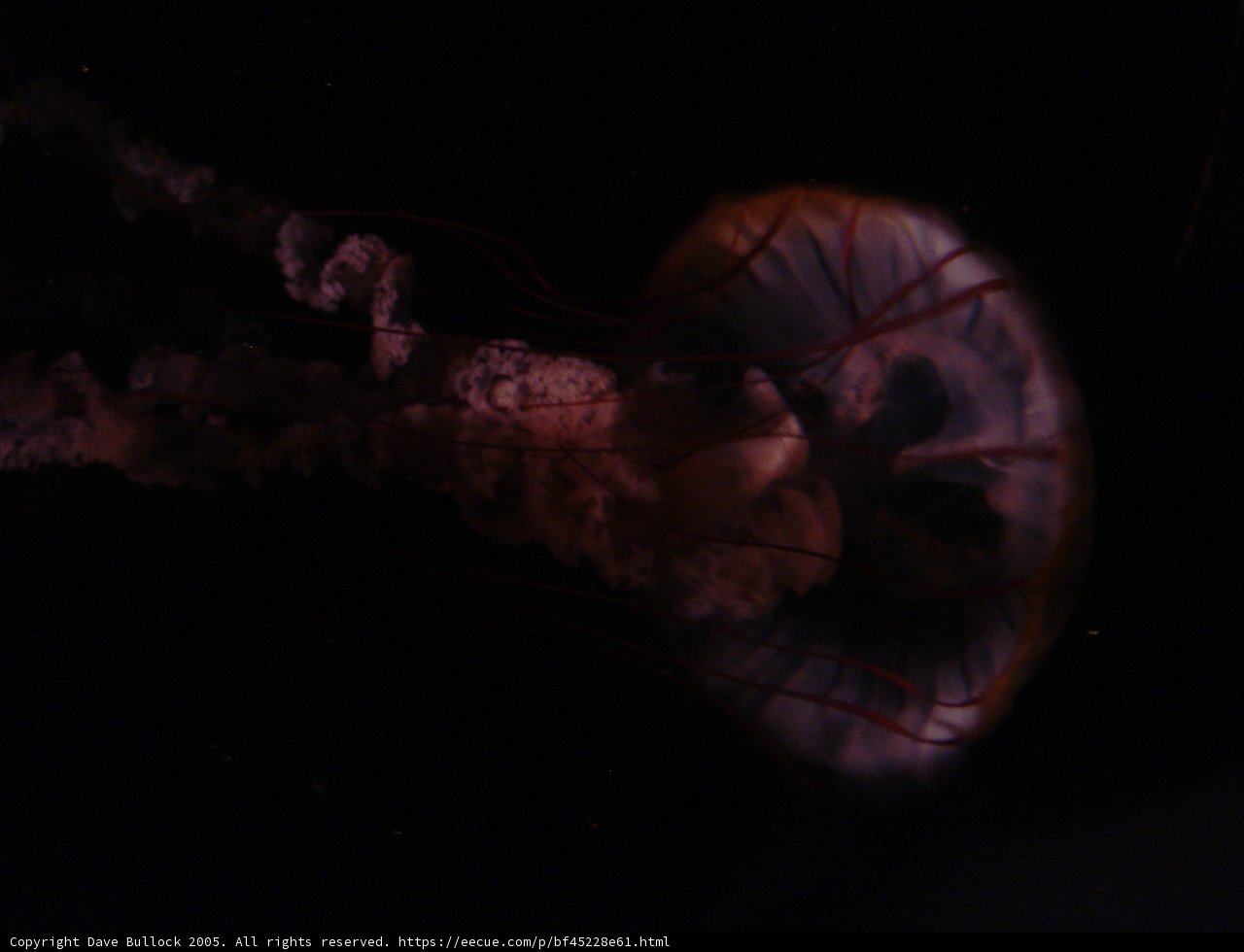 Illuminated Jellyfish