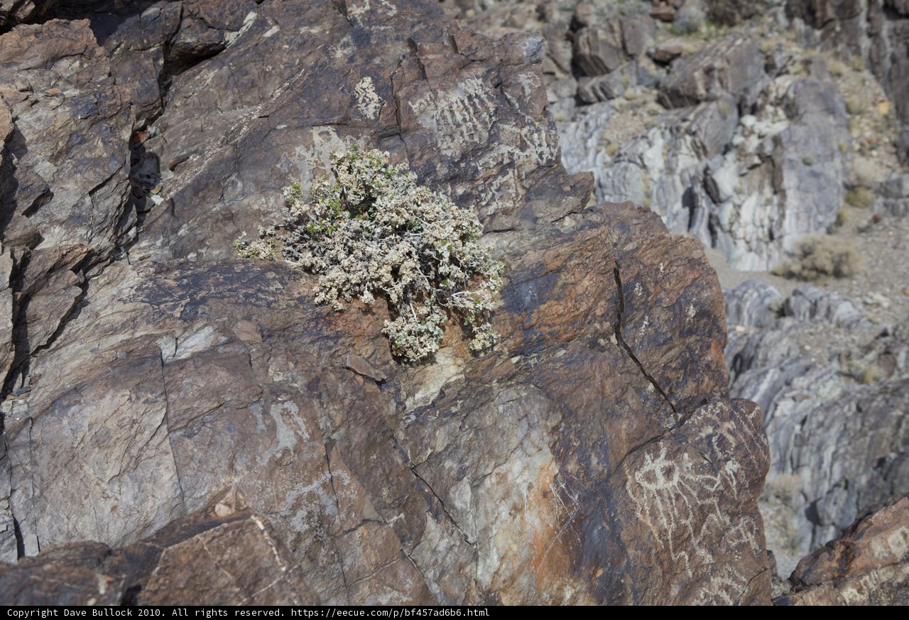 Rocky Vegetation