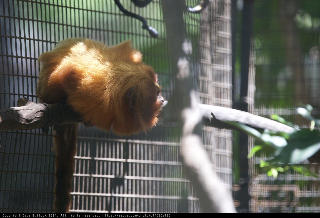 Golden Moments: A Glimpse of a Golden Lion Tamarin at Honolulu Zoo