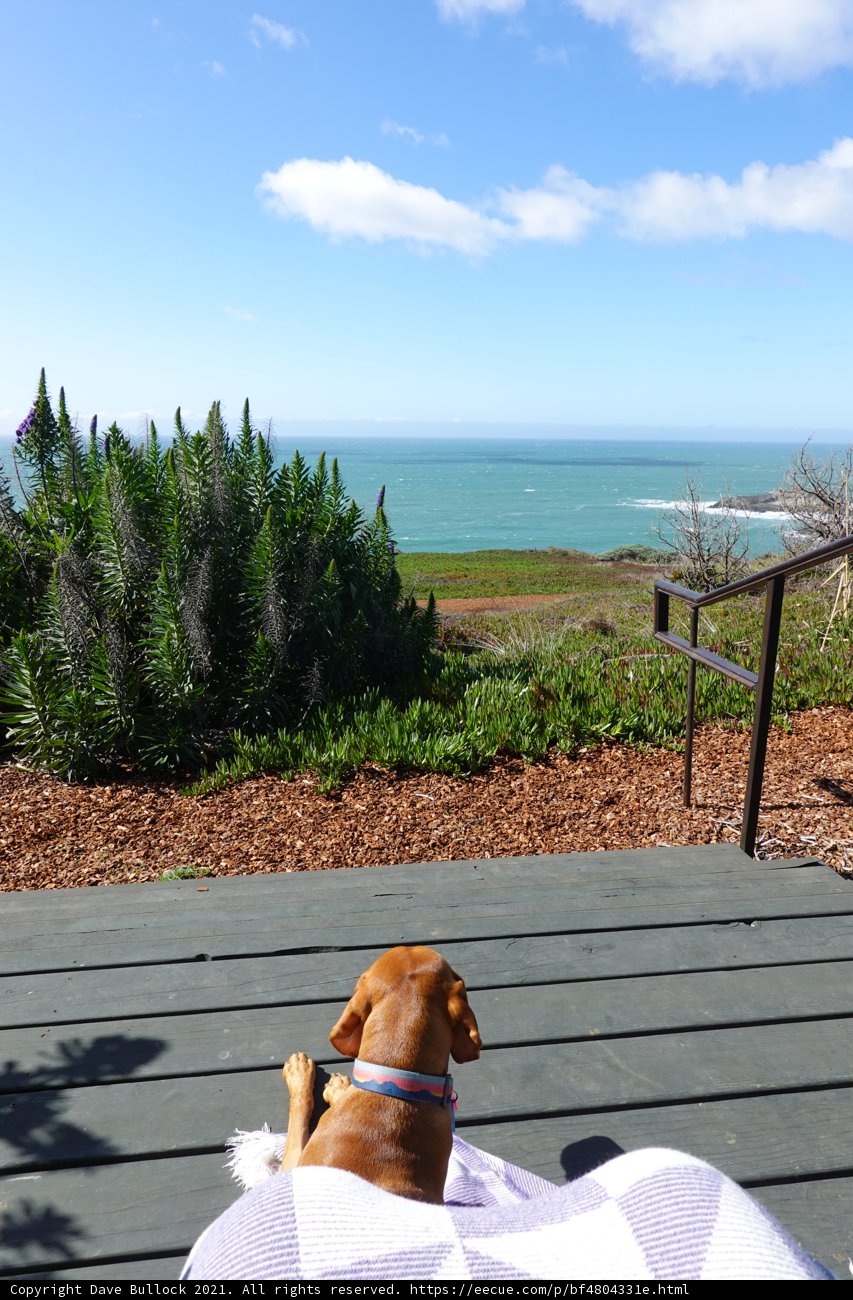 The Relaxing Beagle on the Deck on a Summer's Day
