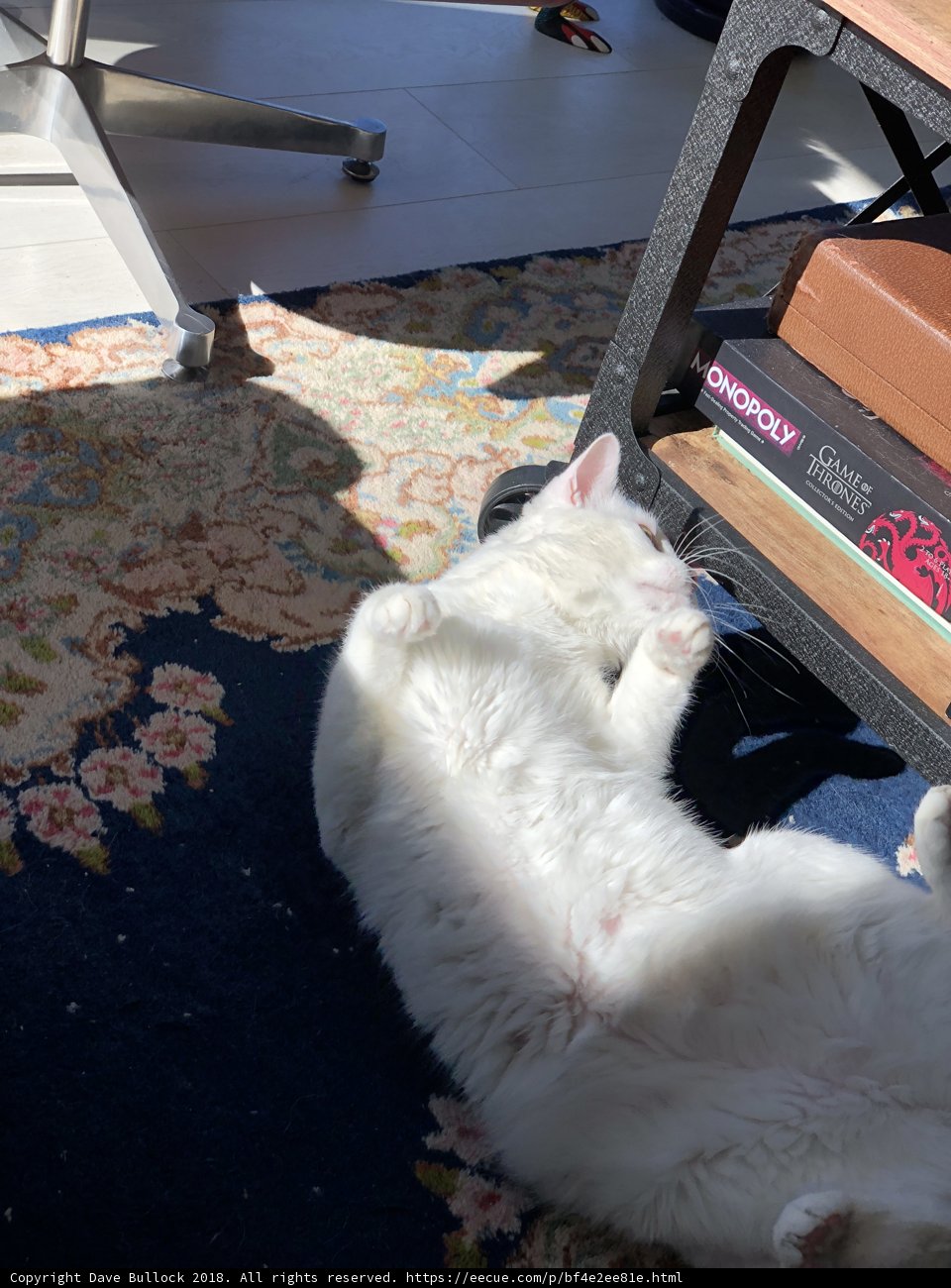 Lazy Day Cat