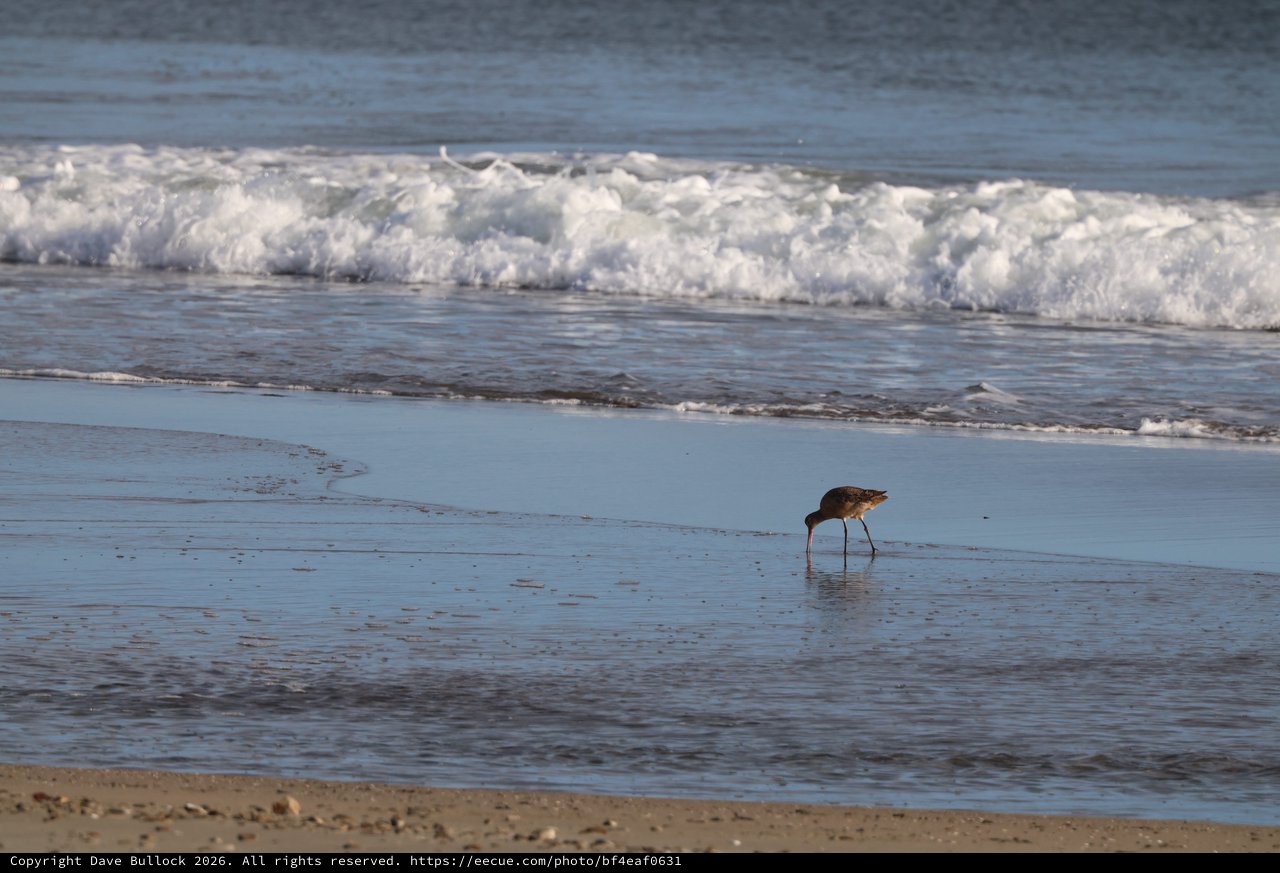 Shorebird Foraging in Coastal Waves at Drakes Beach