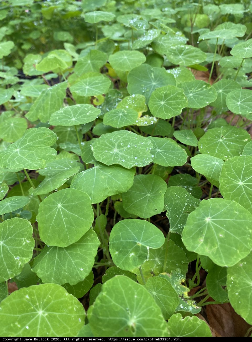 Refreshing Foliage After the Rain