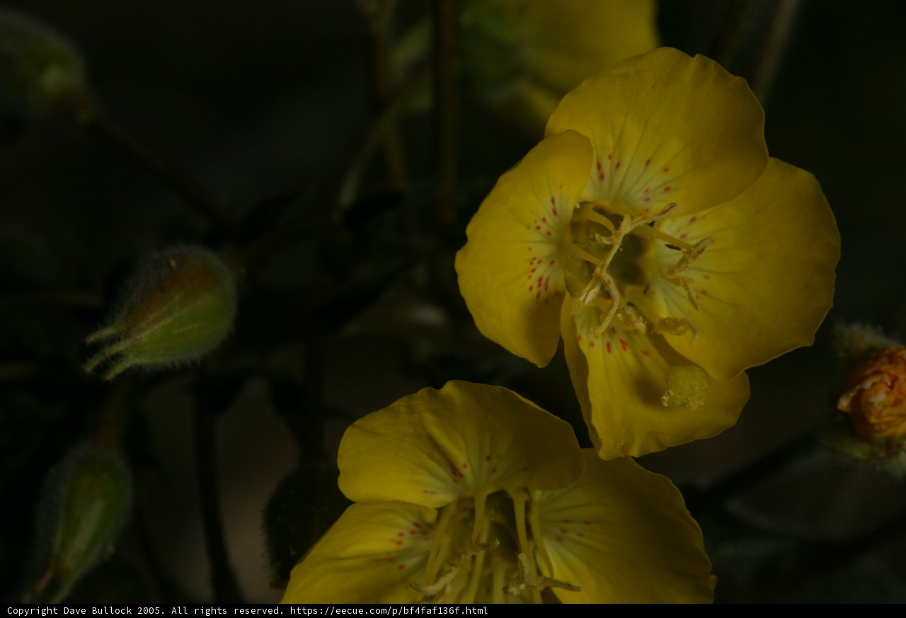 Golden Geranium Blossoms