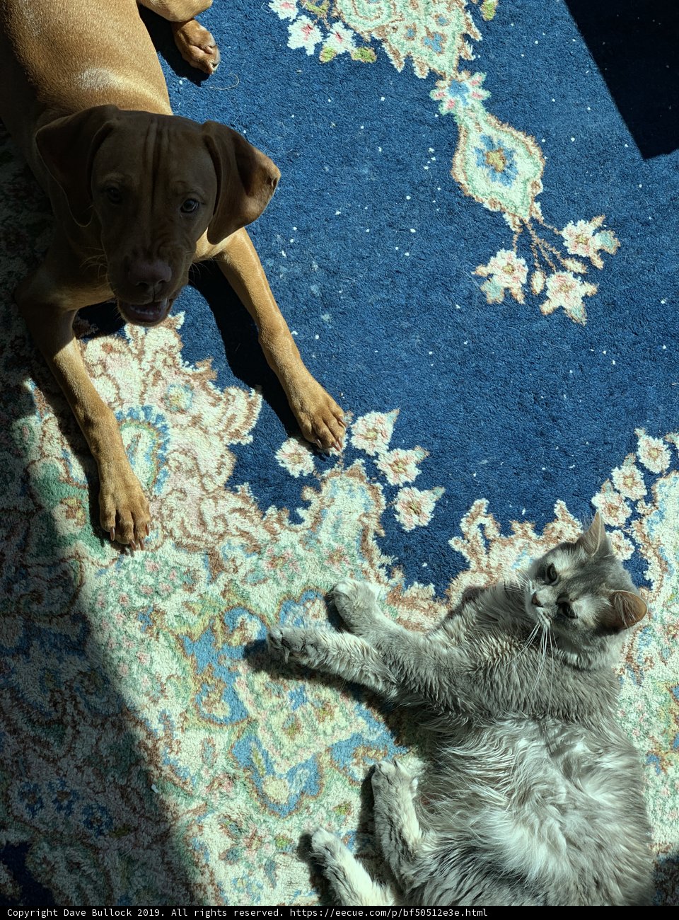 Best Friends of the Rug