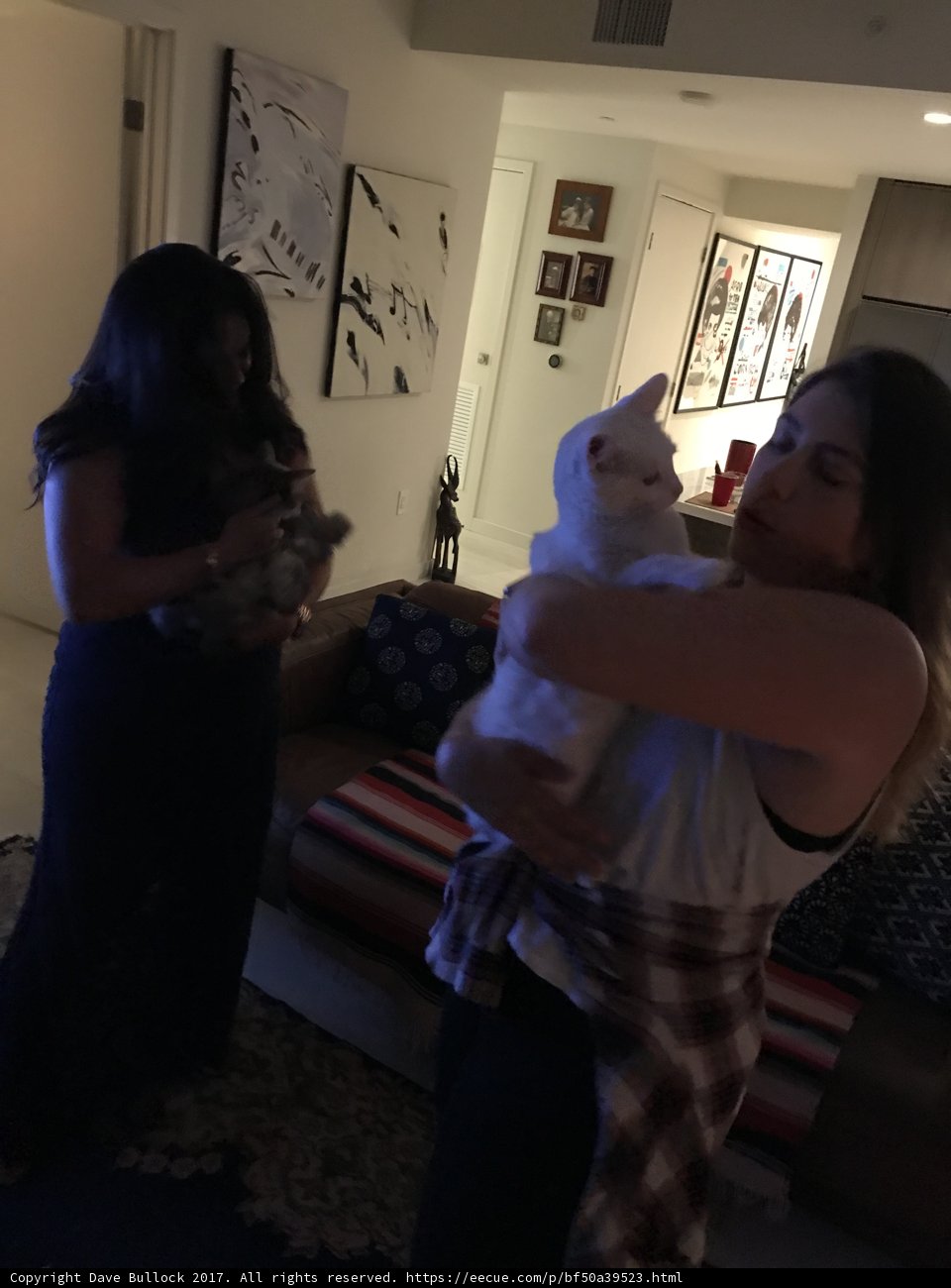 Feline Companions in the Living Room