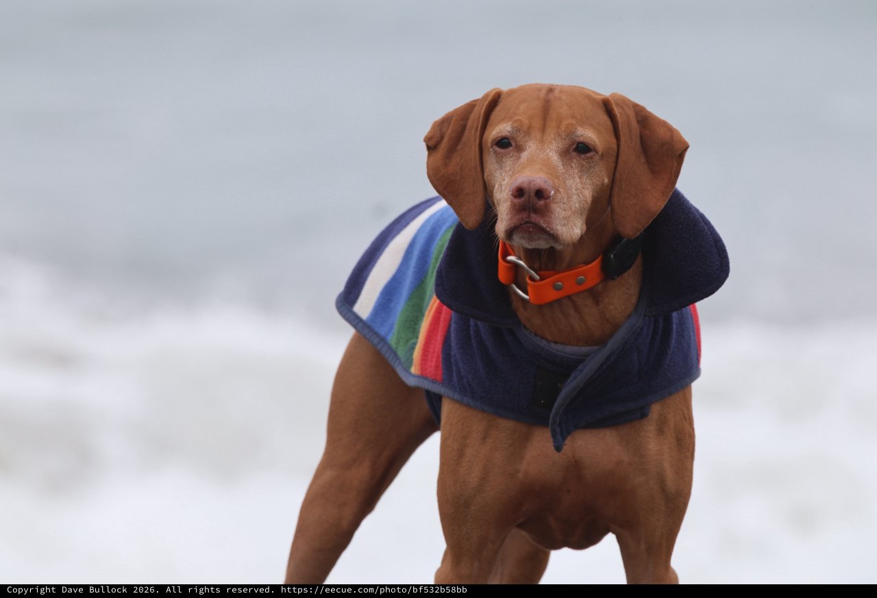 Stoic Vizsla Stands Proud at Windswept Beach