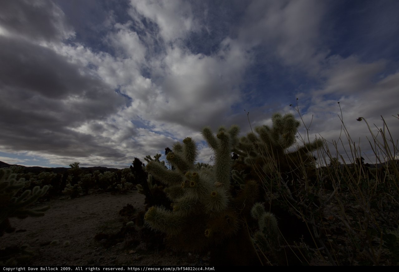Desert Dreaming