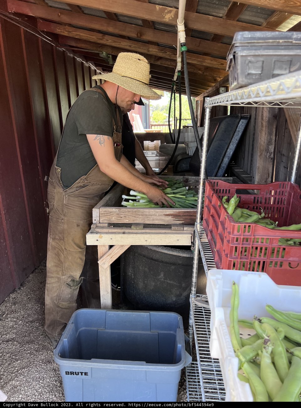 The Art of Greenhouse Gardening