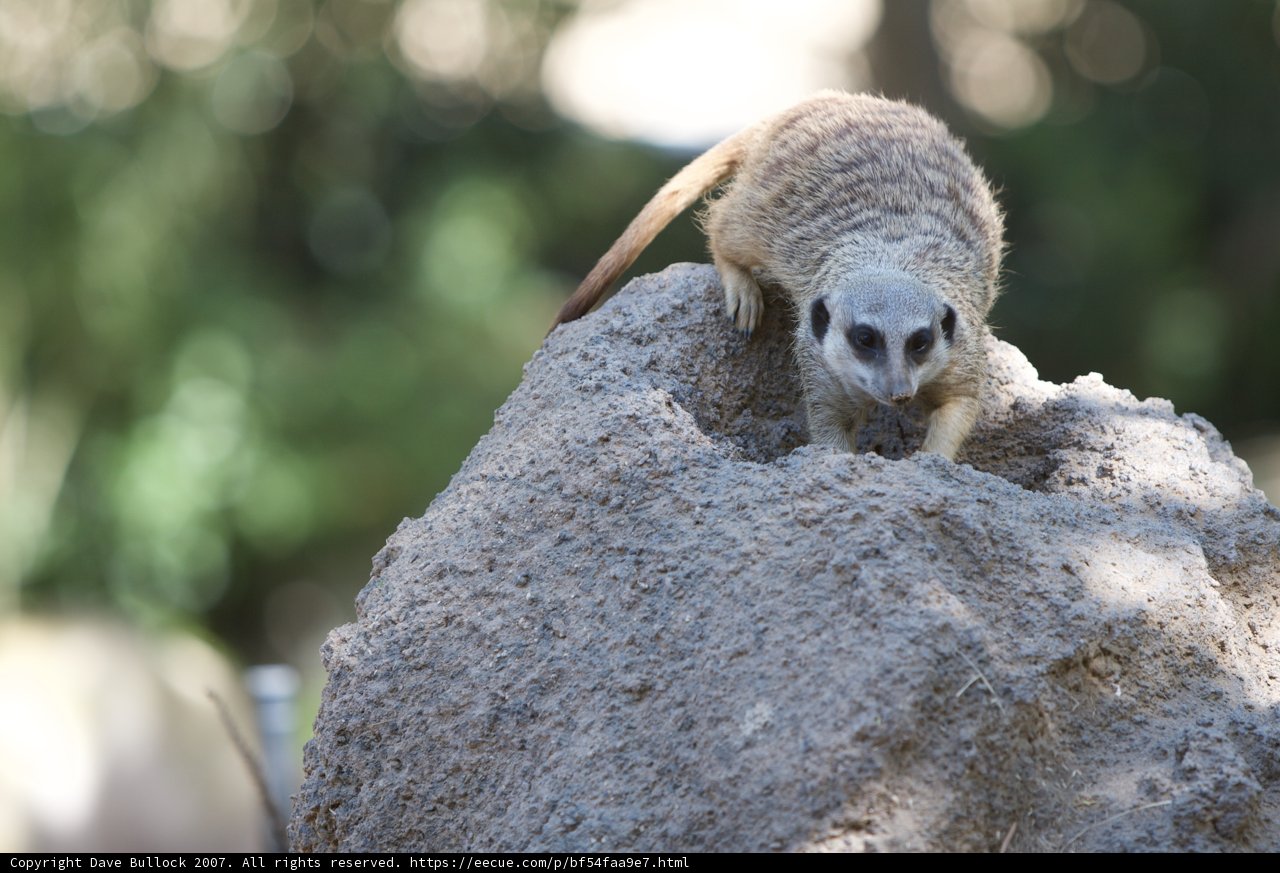Meerkat Scaling the Rocks