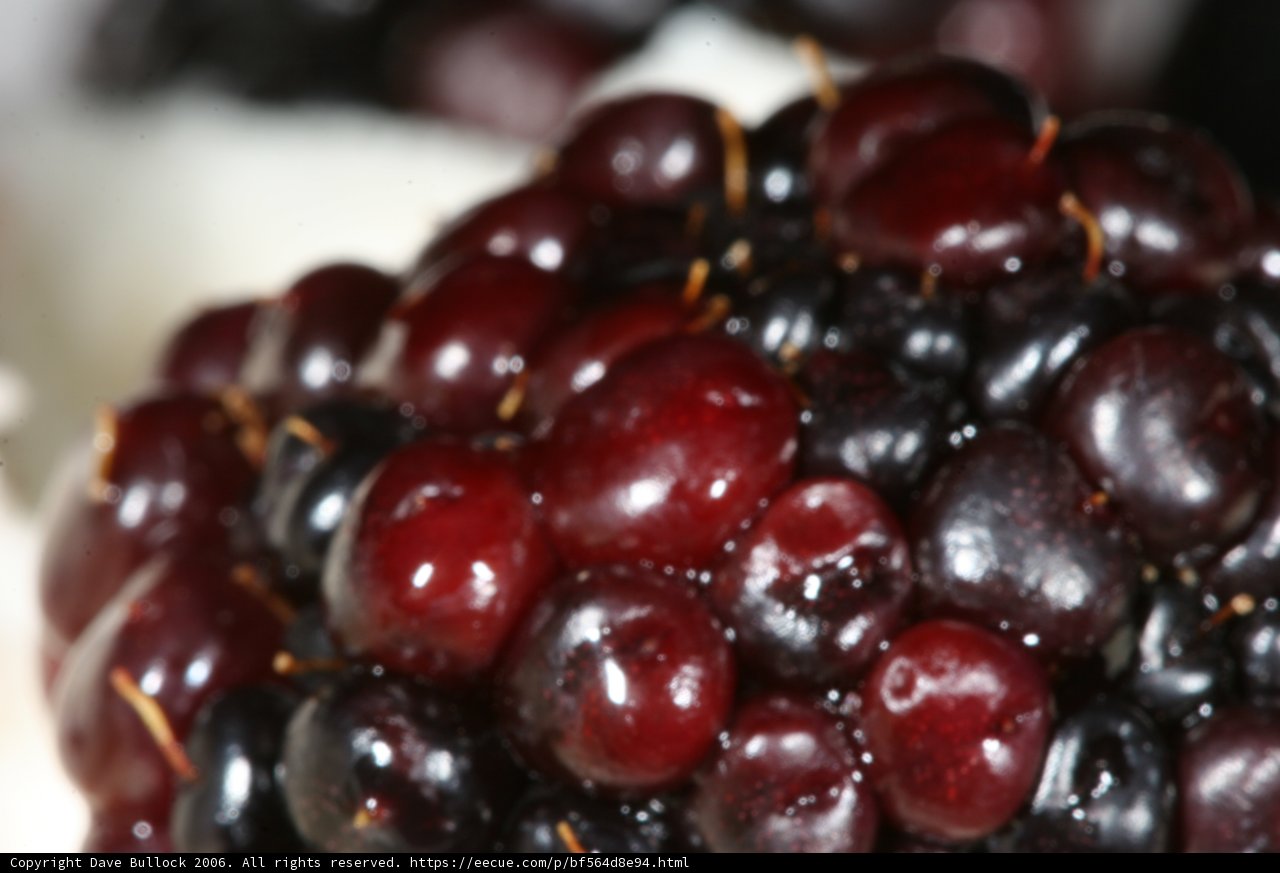 Sweet and Tart Blackberry Delight