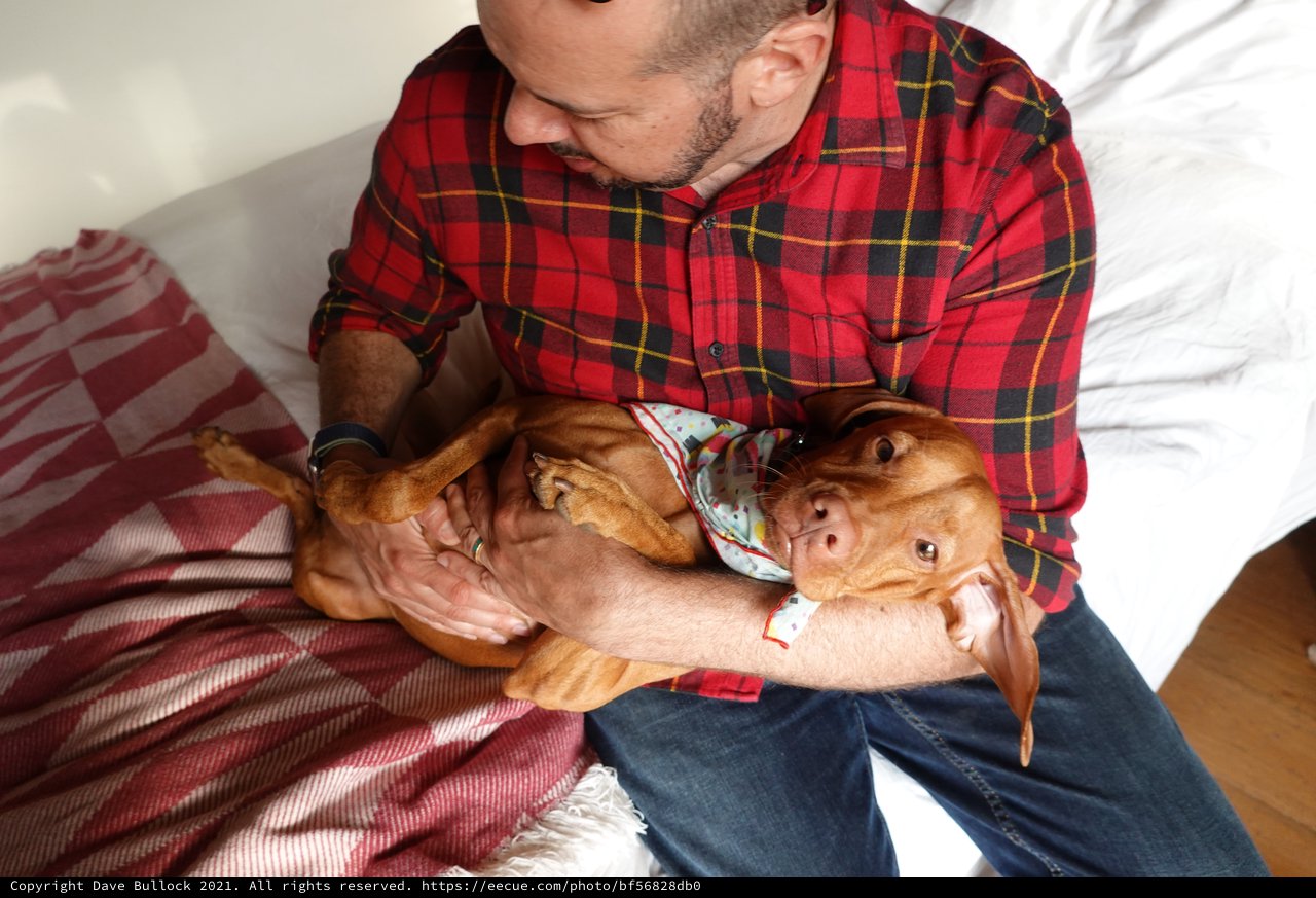 Man Cuddling Red Dachshund on Bed