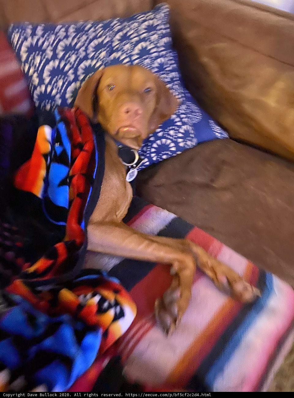 Cozy Companion