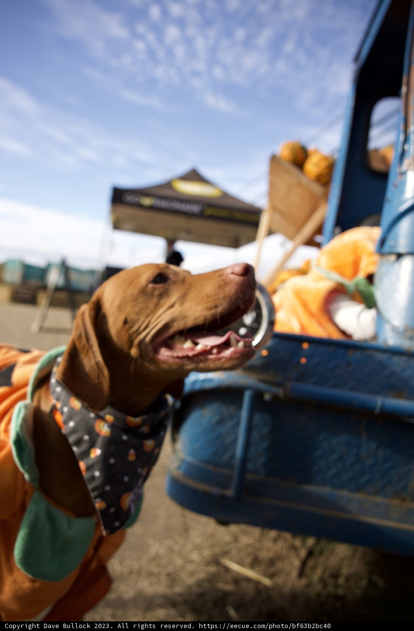 Dressed to Impress at Halfmoon Bay Pumpkin Patch