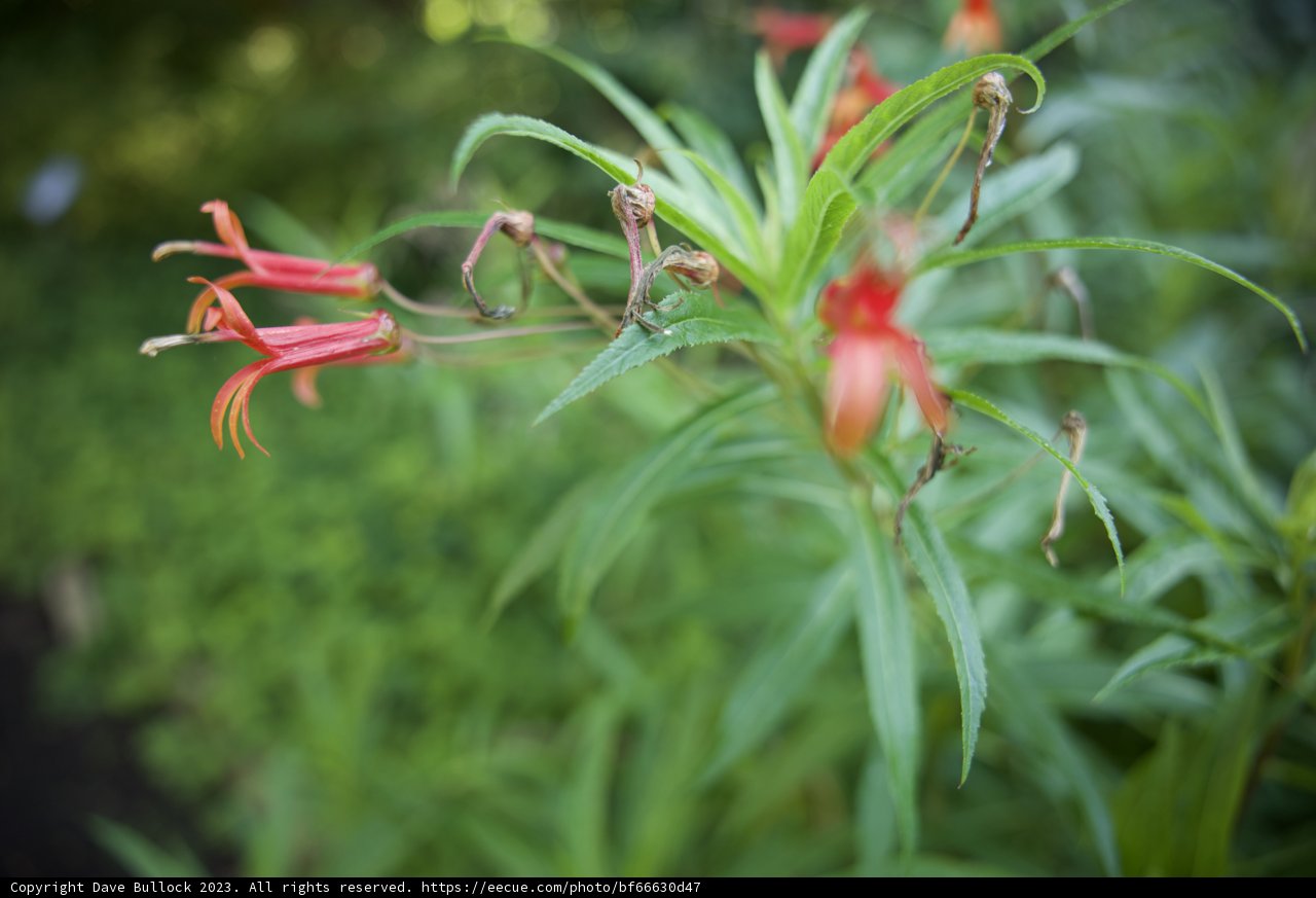 Stunning Floral Display at San Francisco Botanical Garden