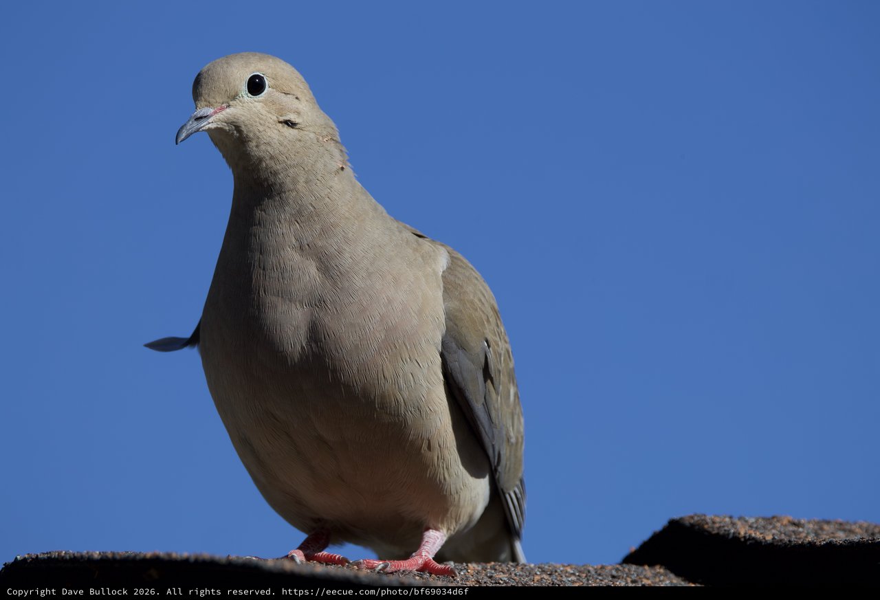 Eurasian Collared Dove Portrait Against Clear Blue Sky