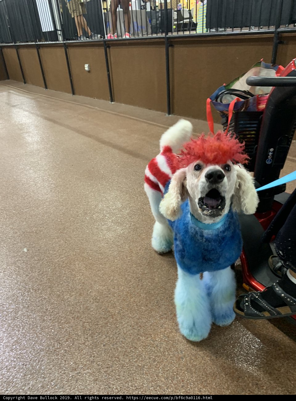 Patriotic Poodle