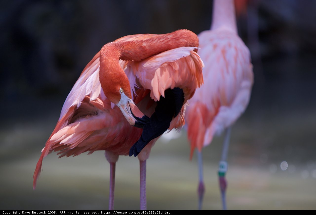 The Majestic Flamingo