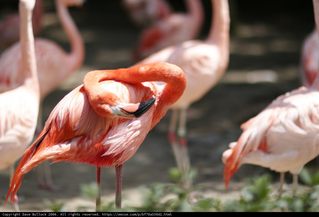 Flock of Flamingos in the Field