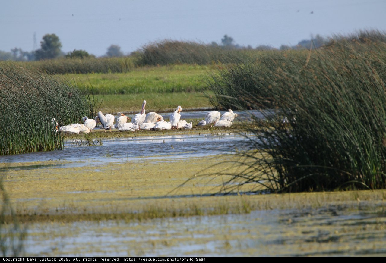 Flock of White Pelicans Resting in Wetland Marsh
