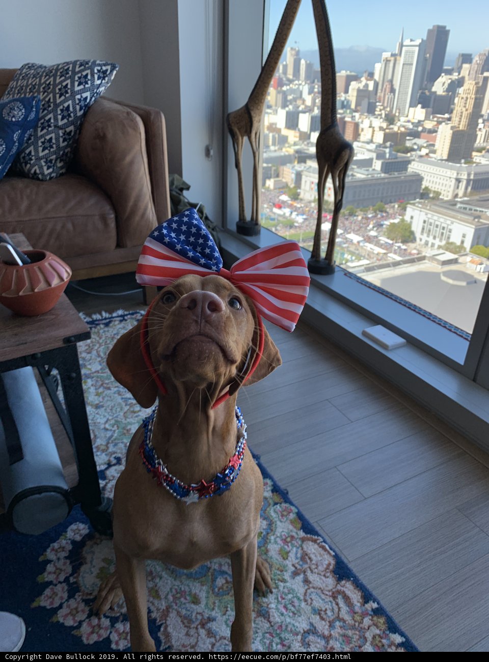 Patriotic Pup