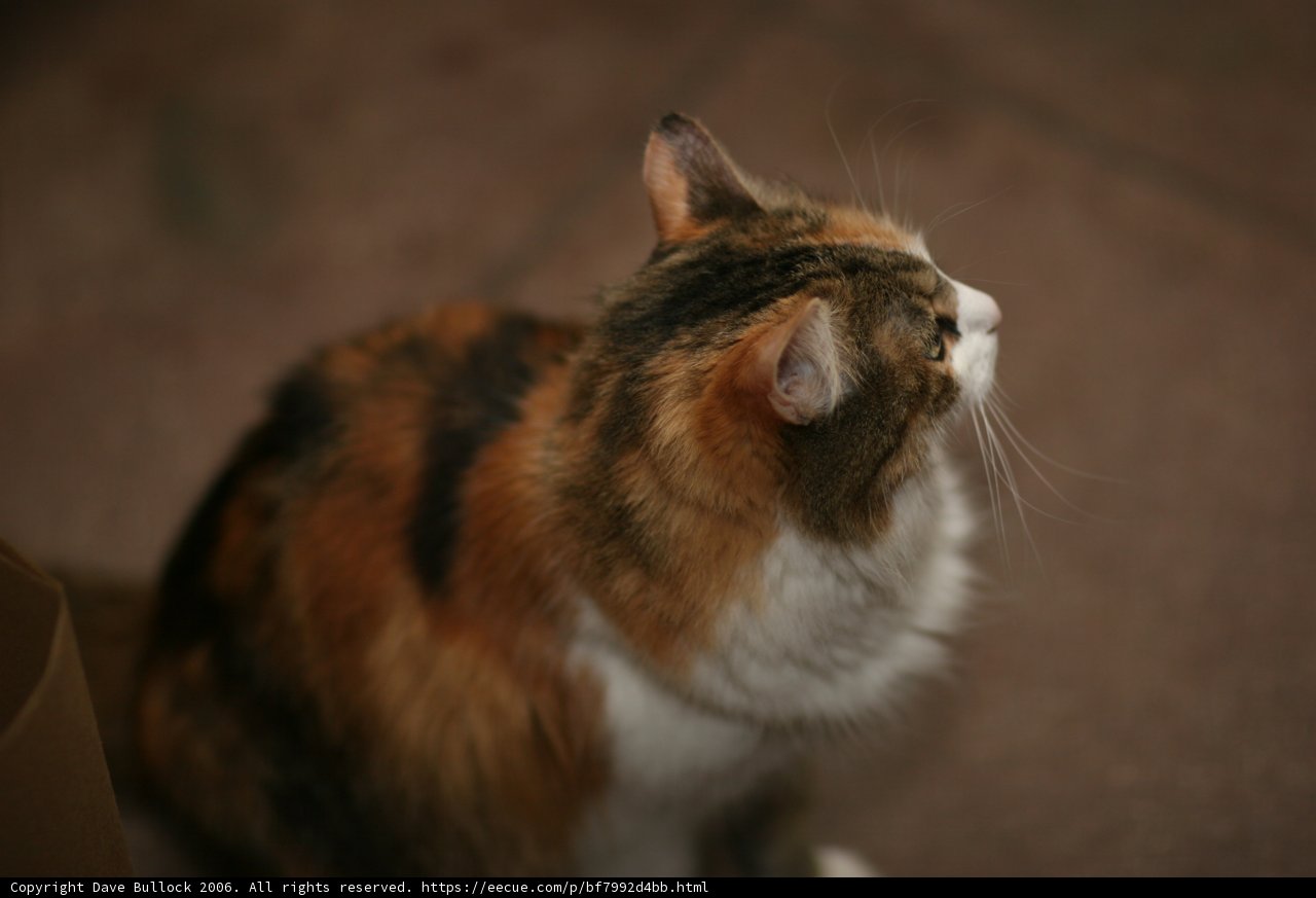 Calico Manx Cat