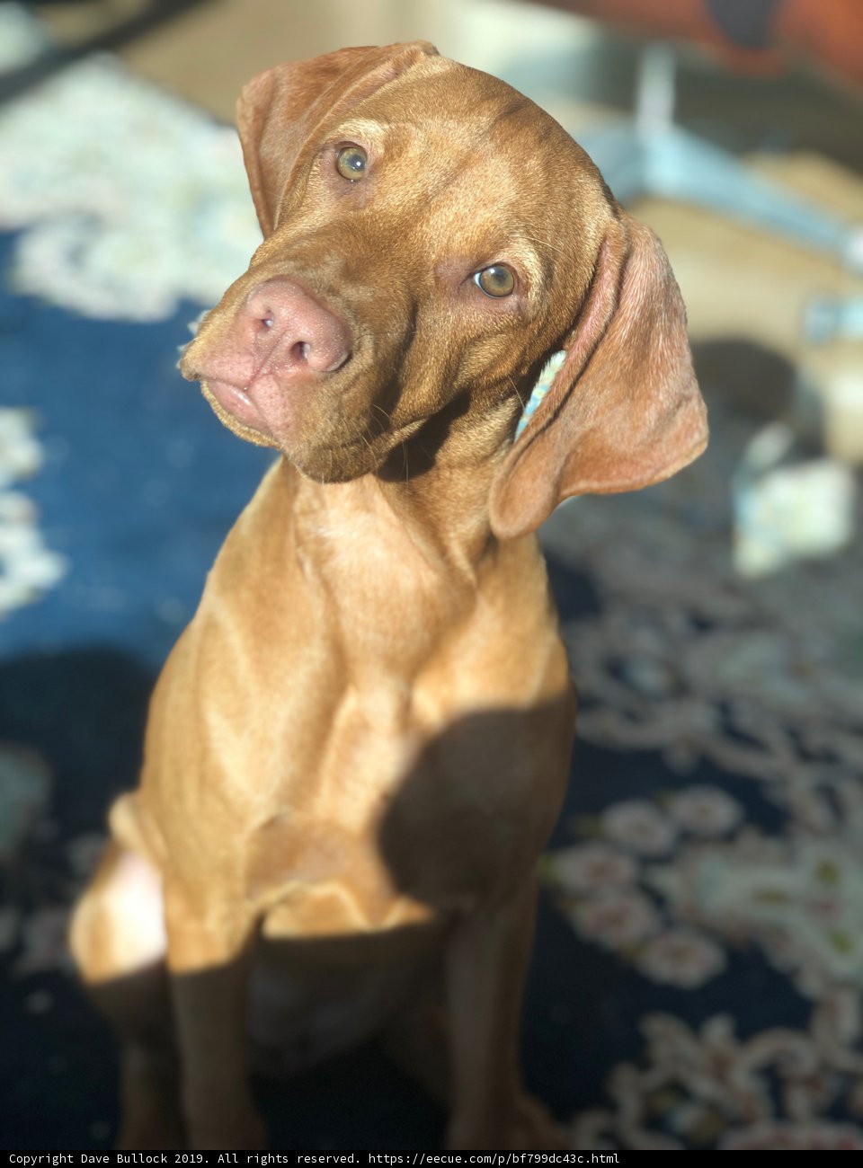 The Relaxed Vizsla Companion