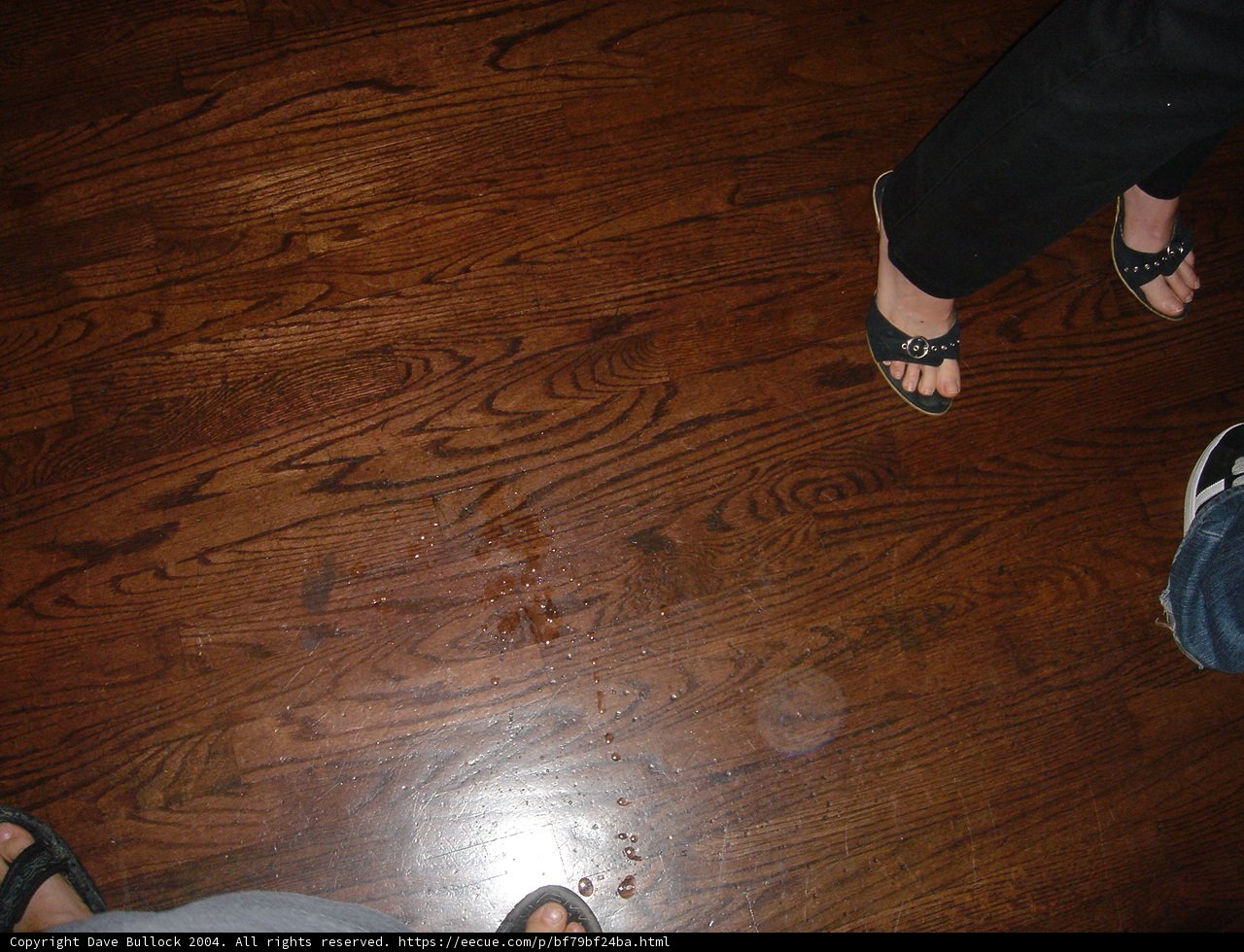 Frisbee Fun on a Hardwood Floor