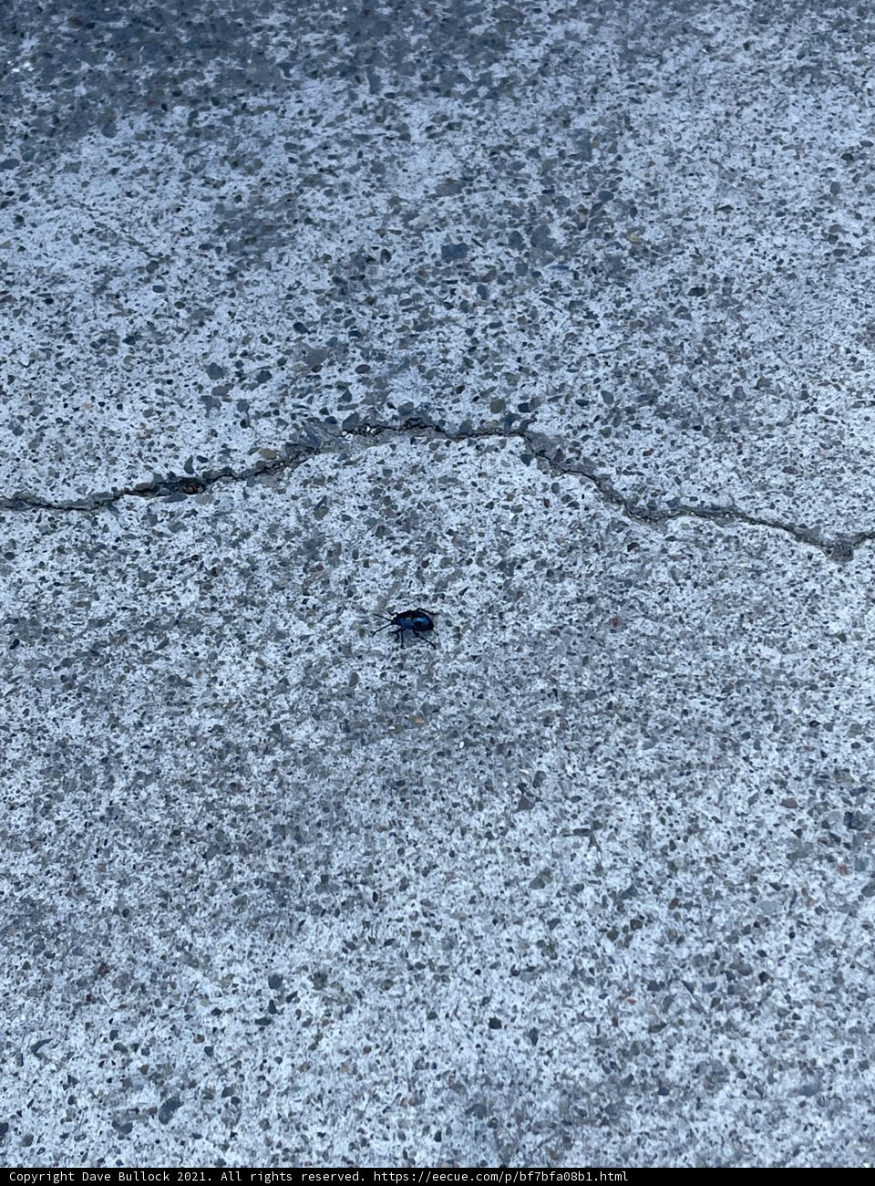 Tar and Rocks