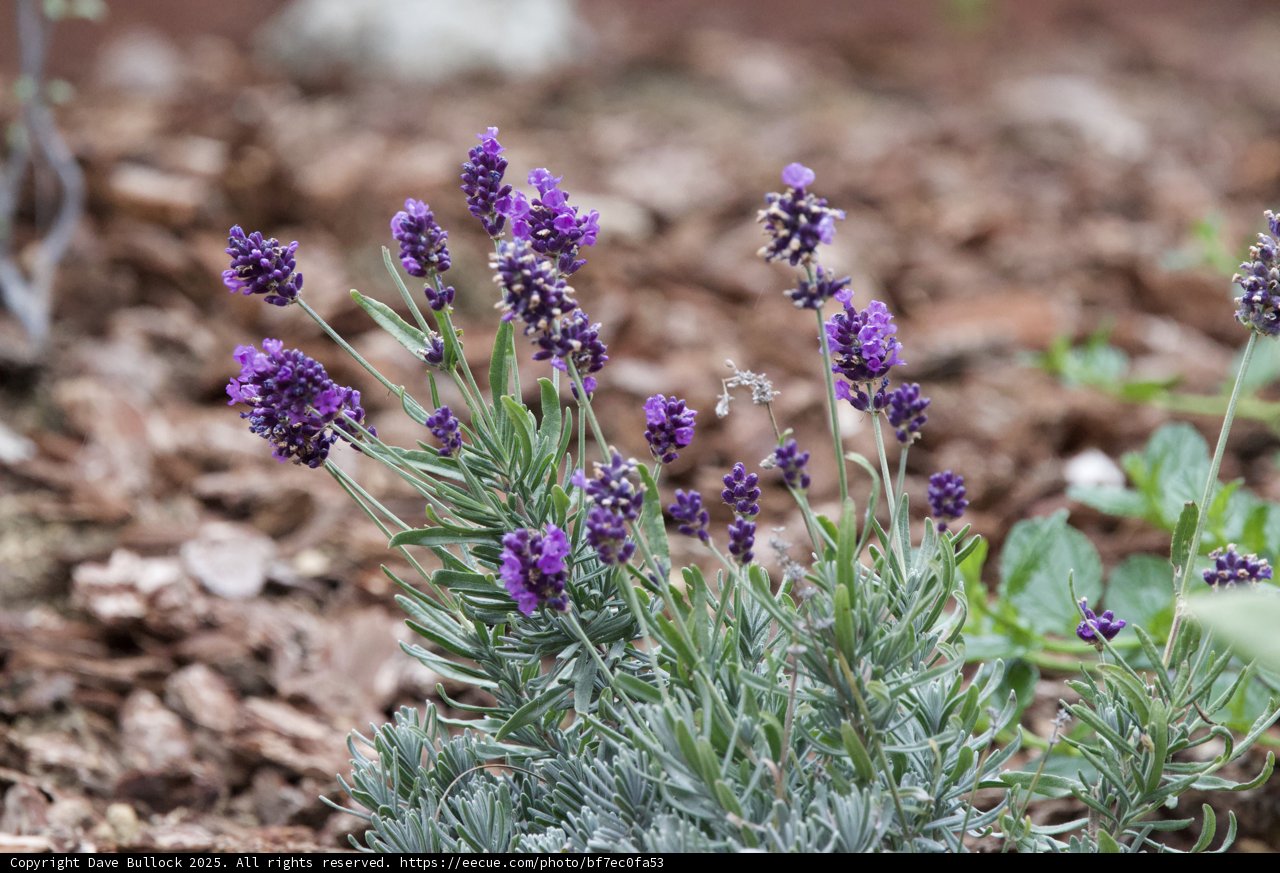 Lavender in Bloom