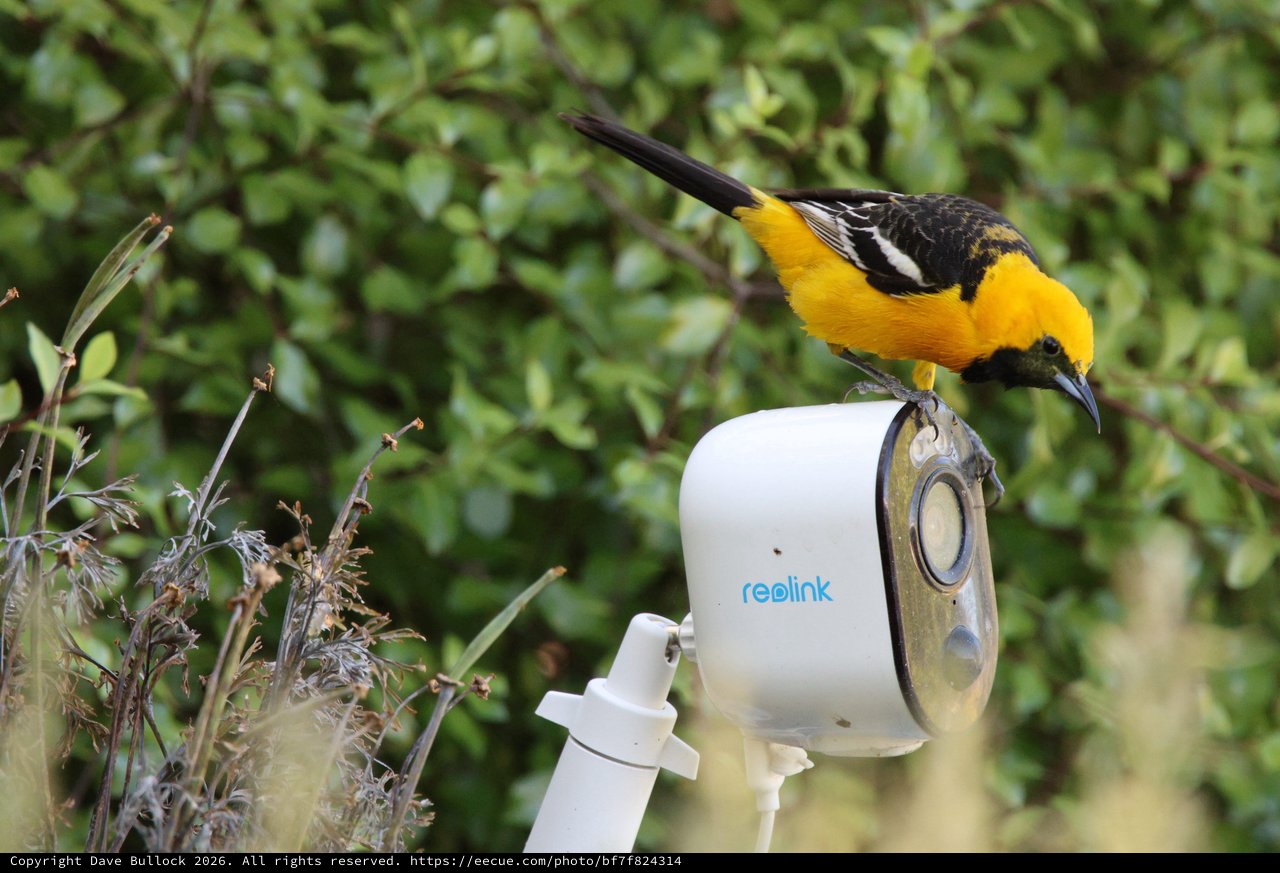 Hooded Oriole Perched on Security Camera