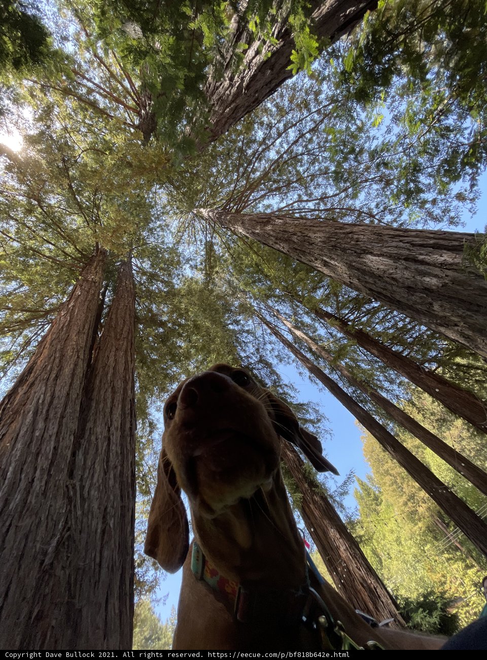 In Awe of the Redwood Sequoia
