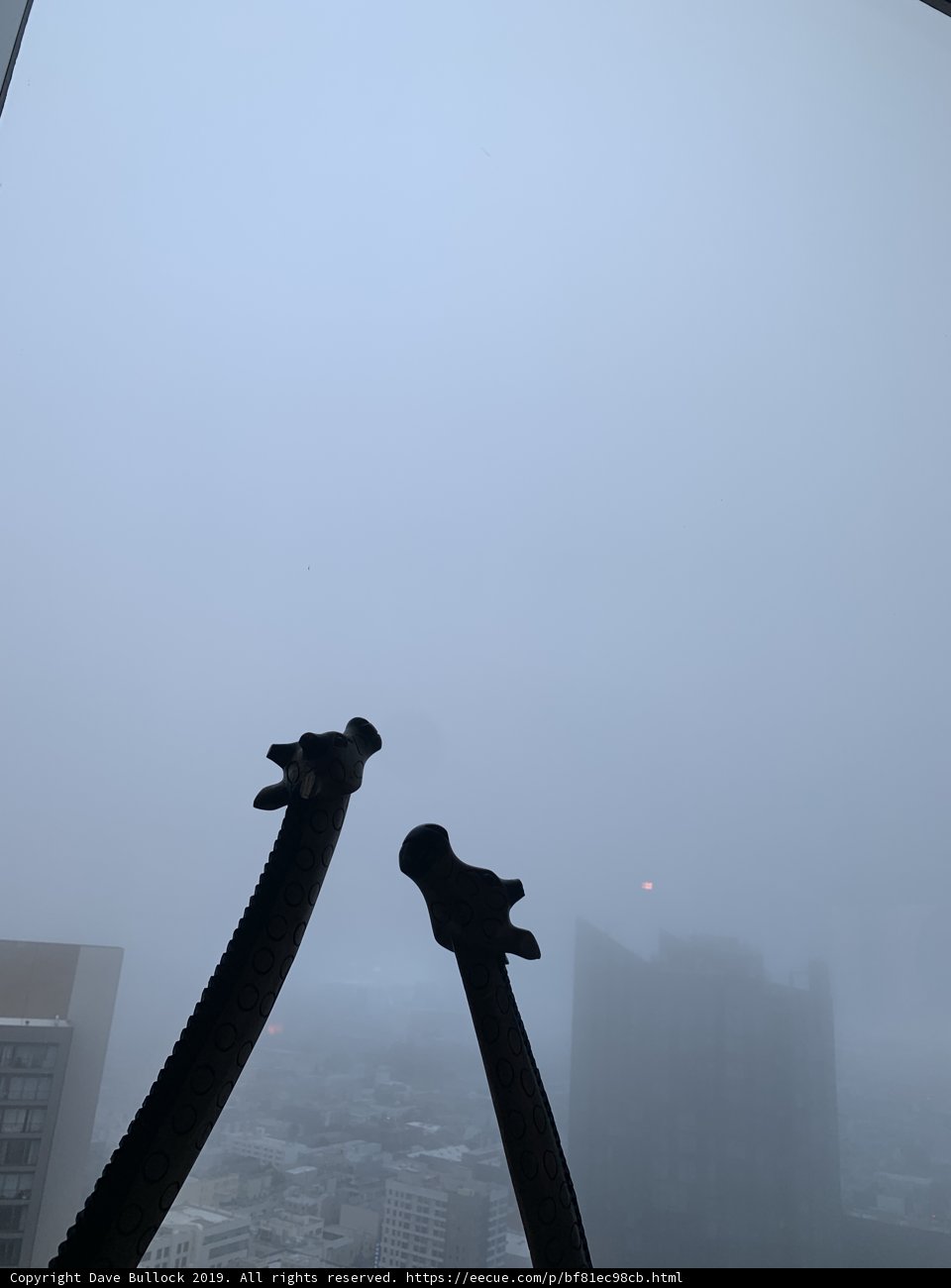 Foggy Encounter