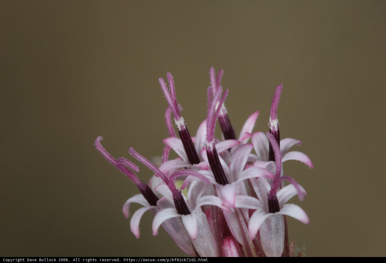 Purple Petals in Full Bloom
