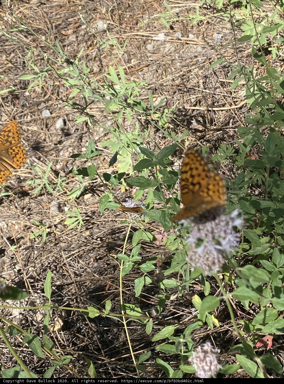 Butterflies on Herbal Flowers