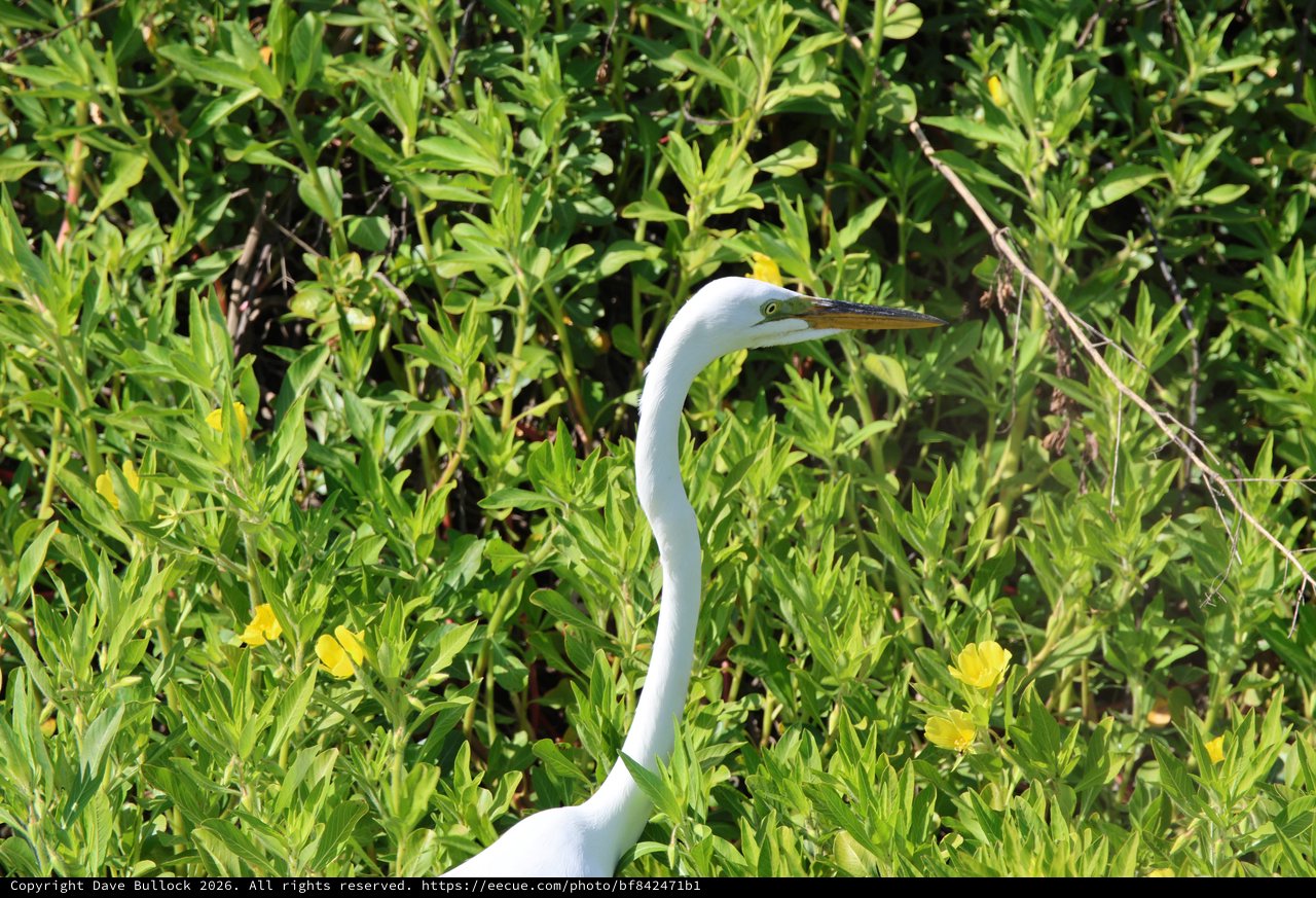 Great Egret Hunting in Wetland Wildflowers
