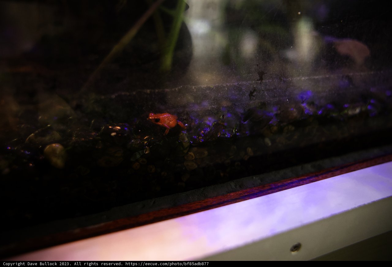 Tiny Aquatic Explorer