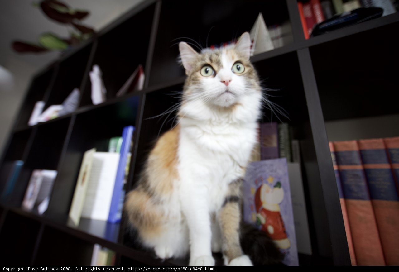 The Feline Librarian