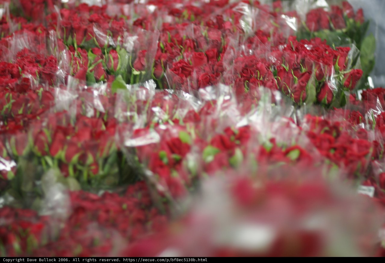 A Bountiful Harvest of Red Roses