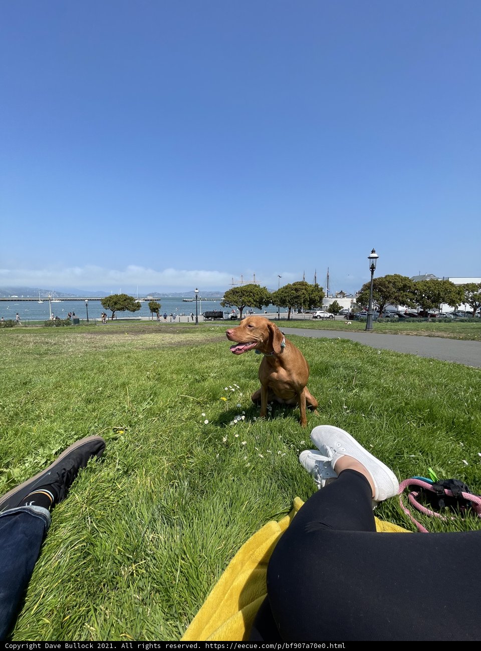 Man's Best Friend