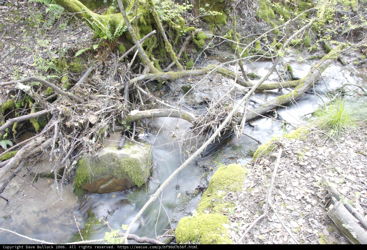 Tranquil Stream in the Heart of the Wilderness
