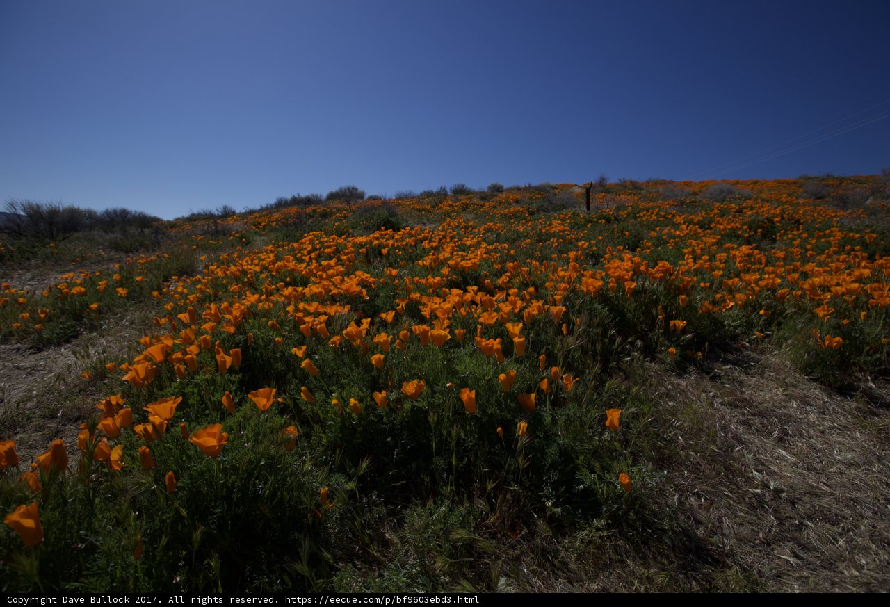 Blooming Fields