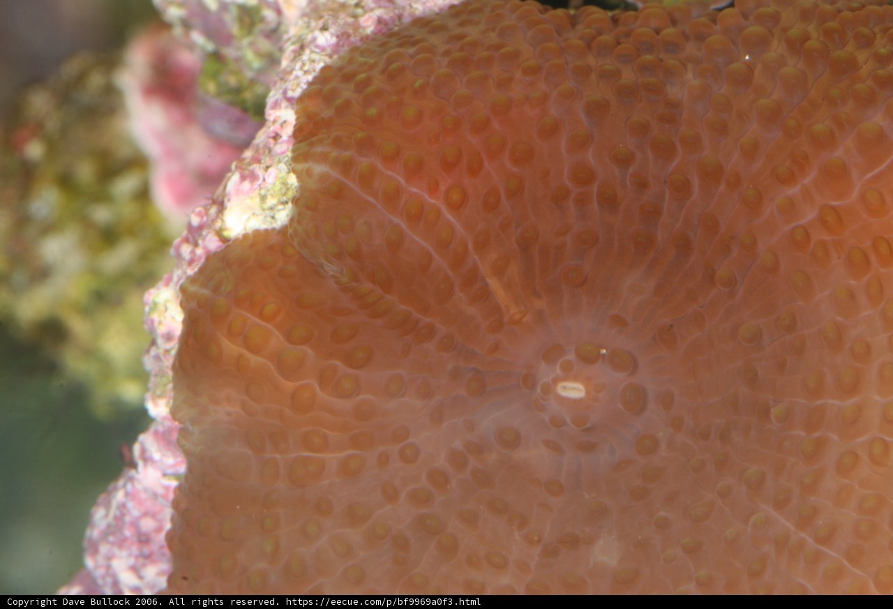 Magnificent Orange Sea Anemone