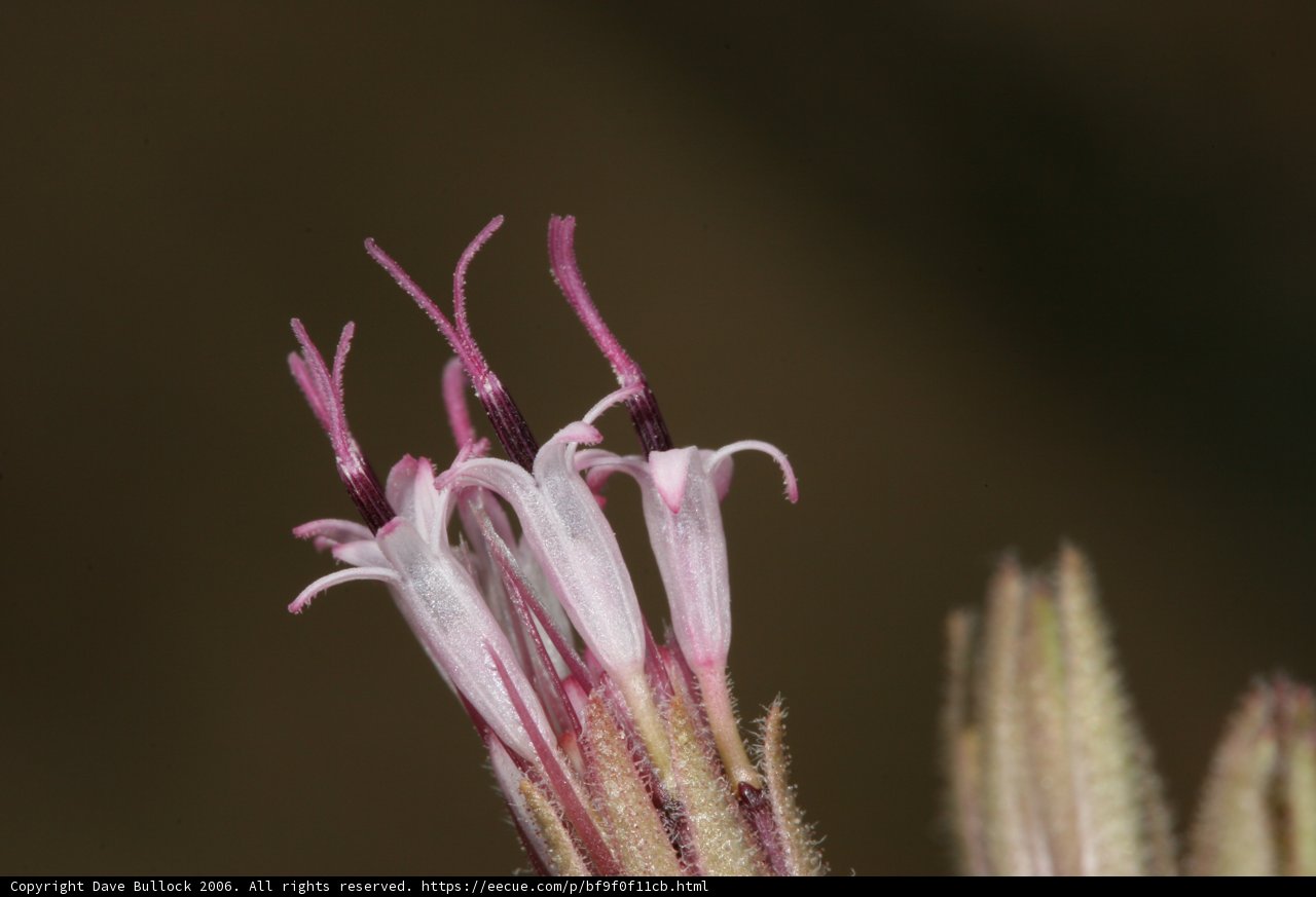 Majestic Acanthaceae Pollen