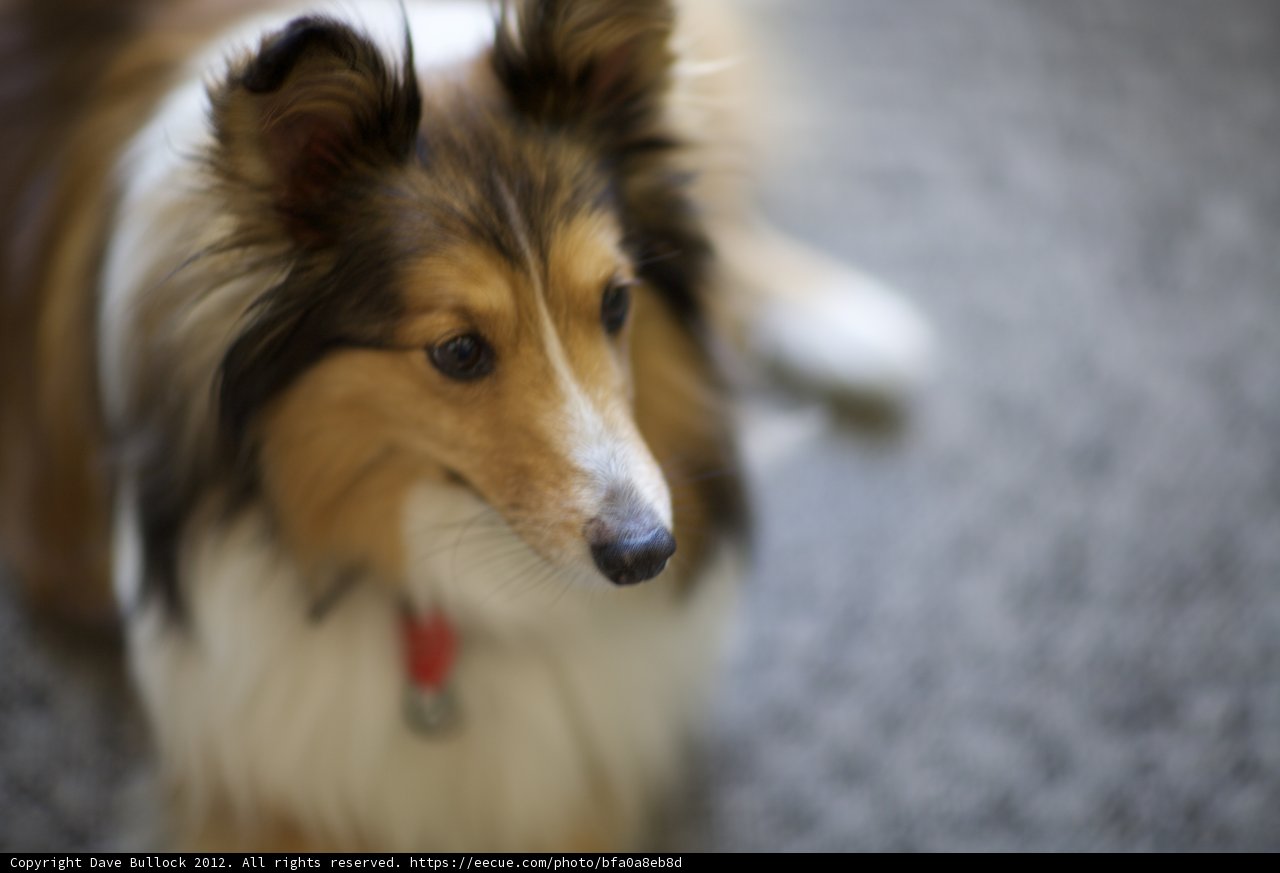 Red-Studded Canine